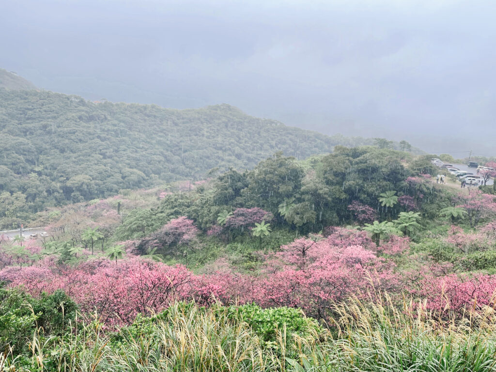 沖縄桜