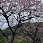 日本一早い「沖縄の桜」は1月上旬から2月初旬ごろまでが見ごろ