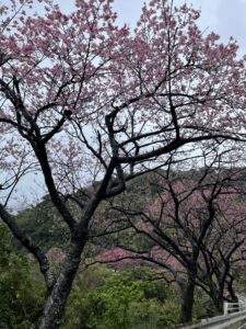 日本一早い「沖縄の桜」は1月上旬から2月初旬ごろまでが見ごろ